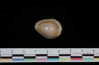 藏品(金環寶螺)的圖片